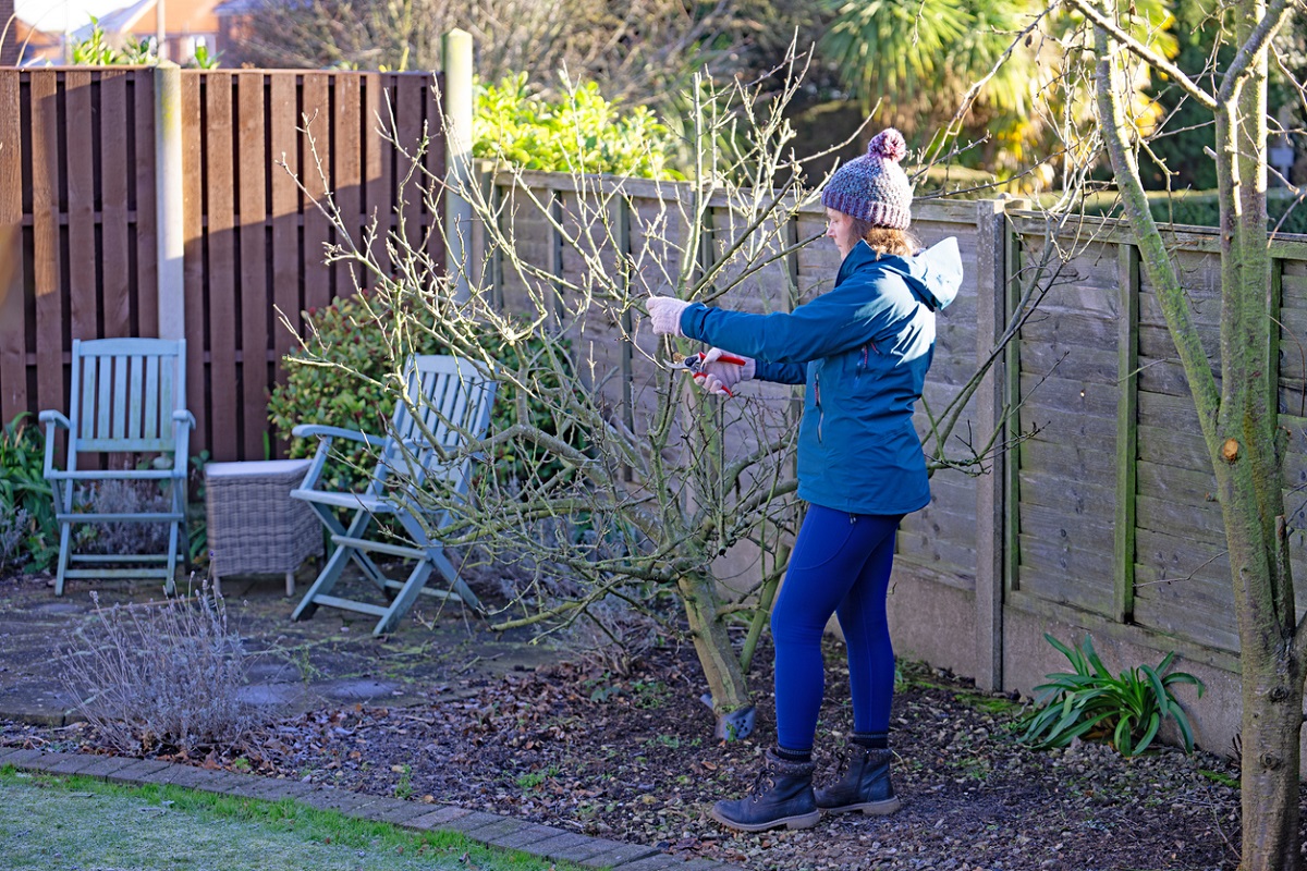 rez ovocných stromov pre začiatočníkov